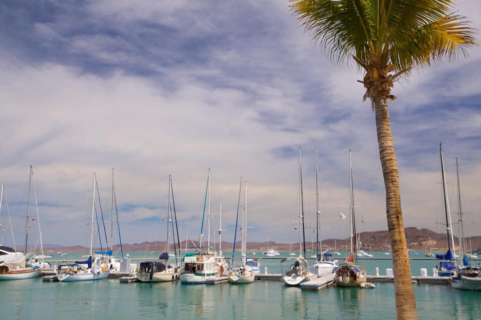Un puerto deportivo con varios veleros amarrados, una palmera en primer plano y un paisaje montañoso al fondo.