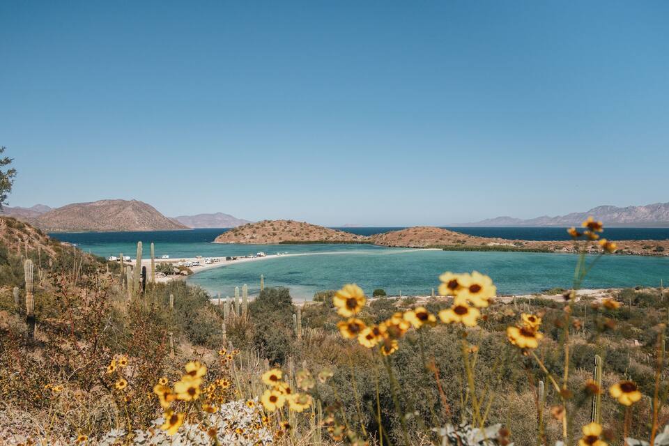 Un paysage côtier avec des cactus, des fleurs du désert et une mer bleue et limpide.