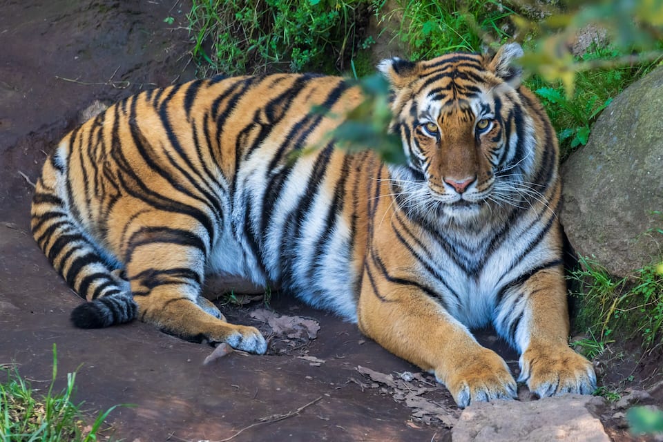 A tiger resting on a rocky surface with greenery in the background.