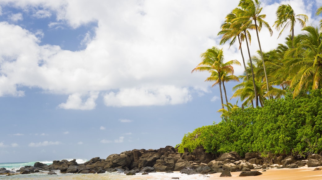 View of Turtle Bay in a summer day; Shutterstock ID 150363110; Purchase Order: -