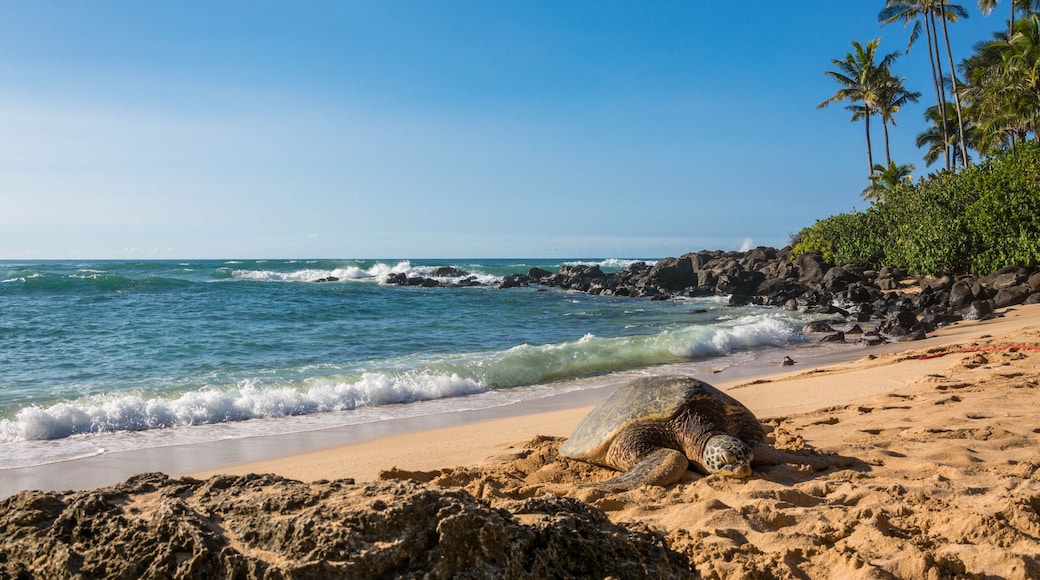 Turtle Beach Laniakea Beach Haleiwa Oahu Hawaii, Shutterstock ID 1030406419, purchase_order: SP-1269 HA 2018 Batch 1, Order: , client: , other: