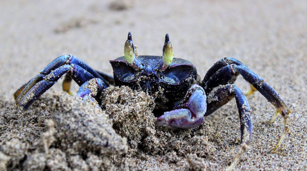 I interrupted his hole digging. It made him a bit crabby.