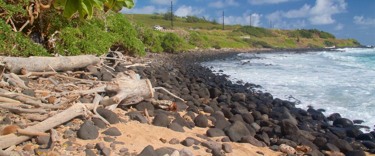 A rocky shoreline with driftwood and vegetation.