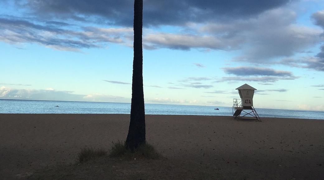 Had the bay to myself for an early morning run. Spotted a pod of dolphins feeding. Calm bay, snorkel our 100 yards to view the turtles at the reef!