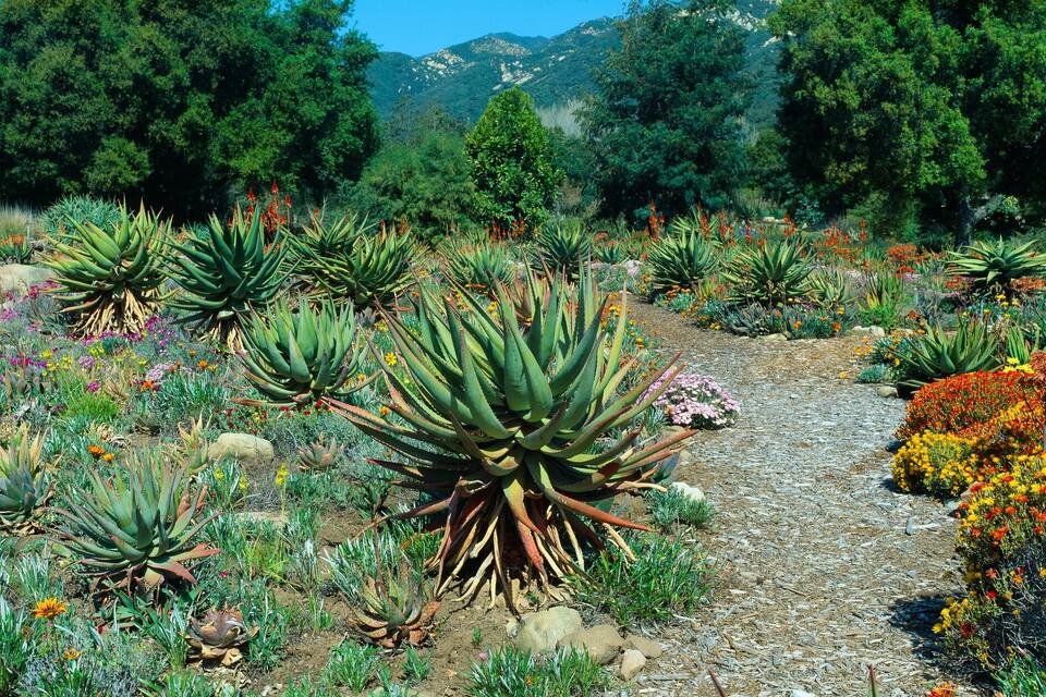 Um jardim com diversas plantas e flores, um caminho de cascalho e montanhas ao fundo.
