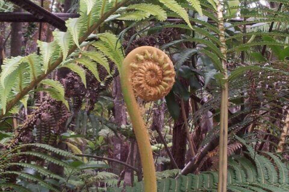 A large fern with a prominent, round, brown spore-bearing structure.