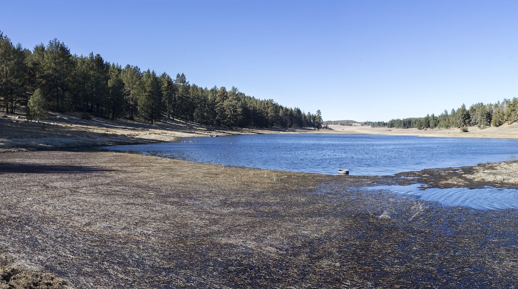 클리블랜드 국유림