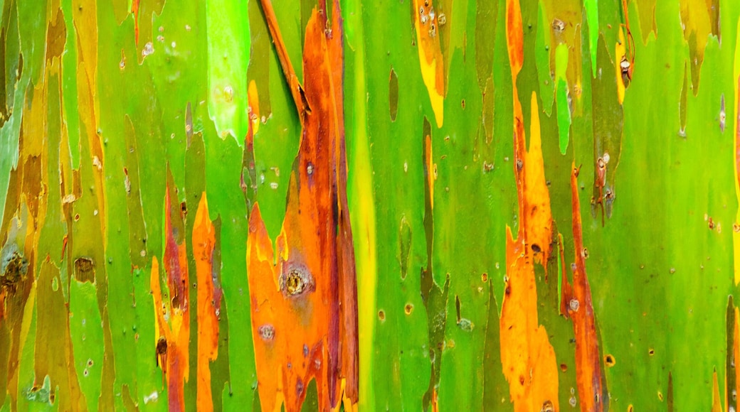 Hana Maui Botanical Gardens