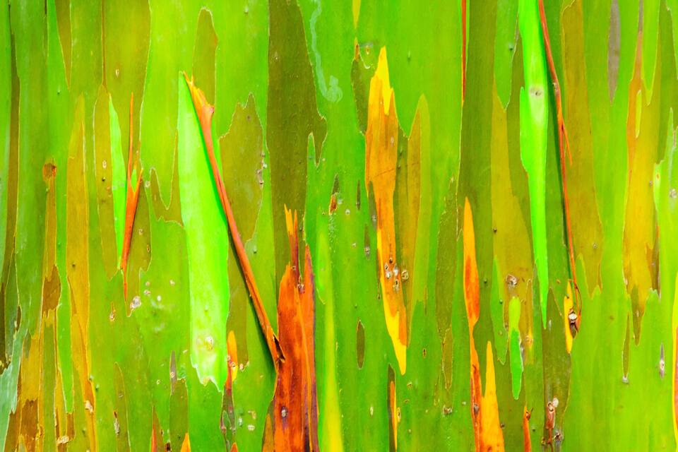 A close-up of green and orange foliage with peeling leaves.