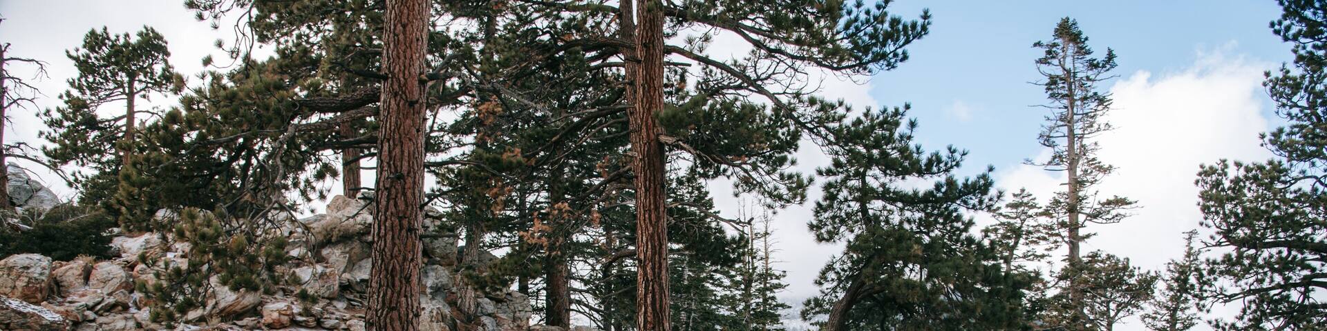Mount San Jacinto State Park showing forests and hiking or walking as well as a couple