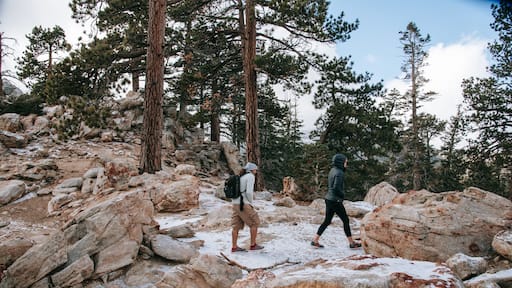 Mount San Jacinto State Park showing forests and hiking or walking as well as a couple