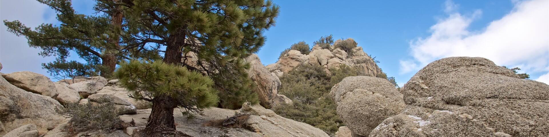 Mount San Jacinto State Park showing tranquil scenes