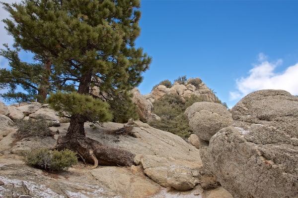 Mount San Jacinto State Park showing tranquil scenes