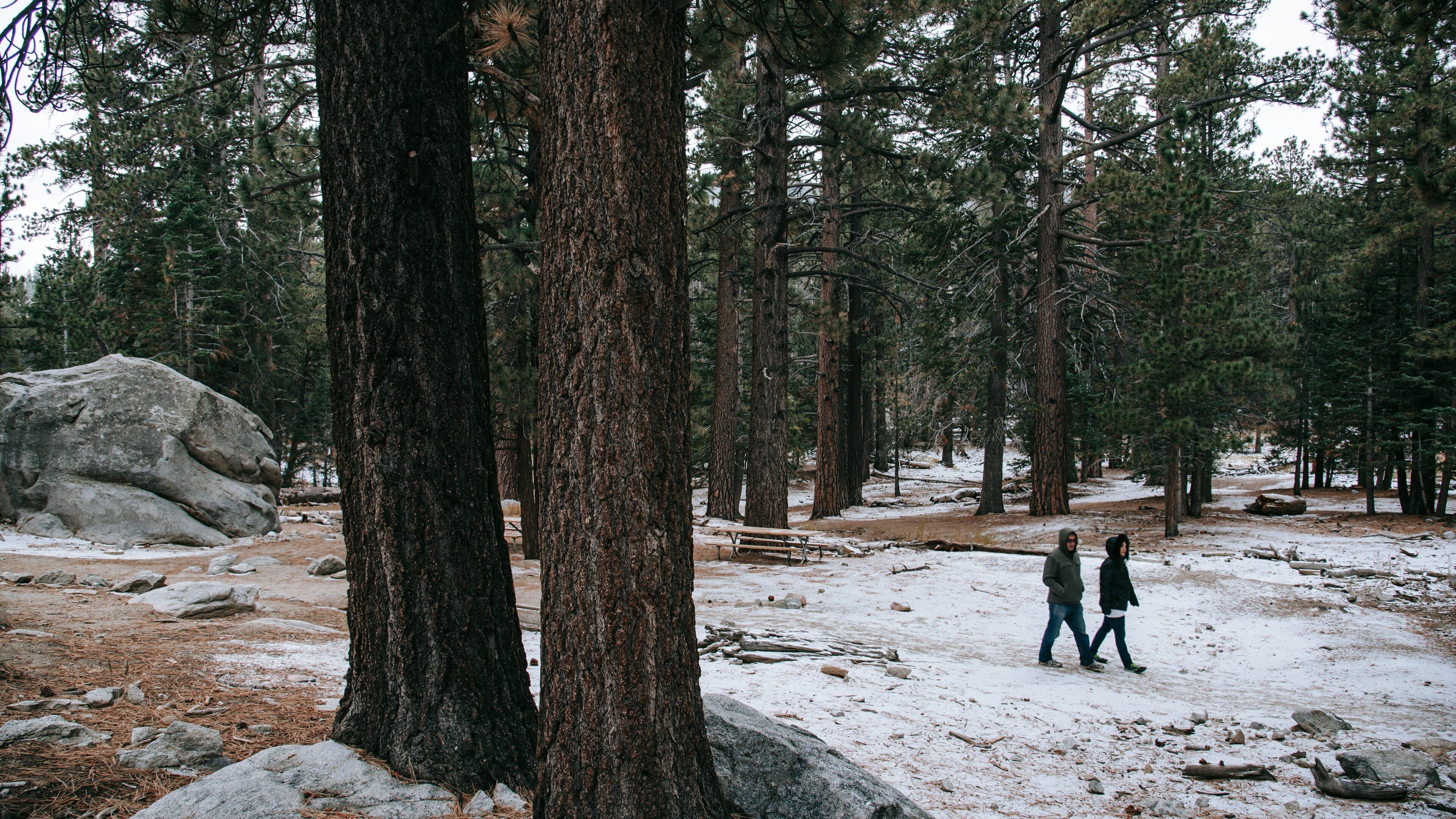 Mount San Jacinto State Park showing forests, snow and hiking or walking