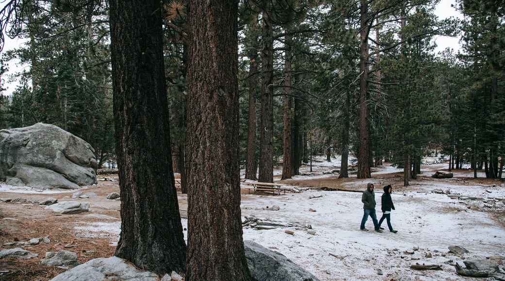 Mount San Jacinto State Park showing forests, snow and hiking or walking