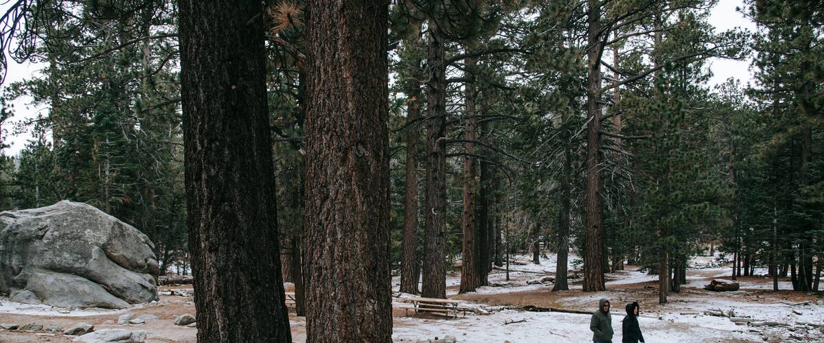 Mount San Jacinto State Park showing forests, snow and hiking or walking