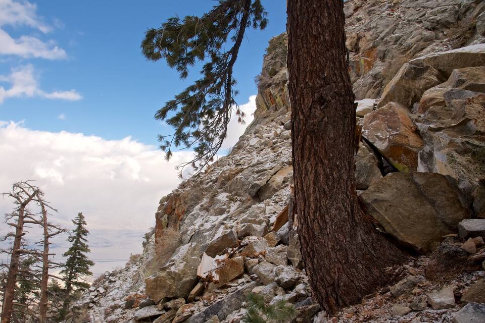 A rocky mountain landscape with a large tree trunk and evergreen trees.