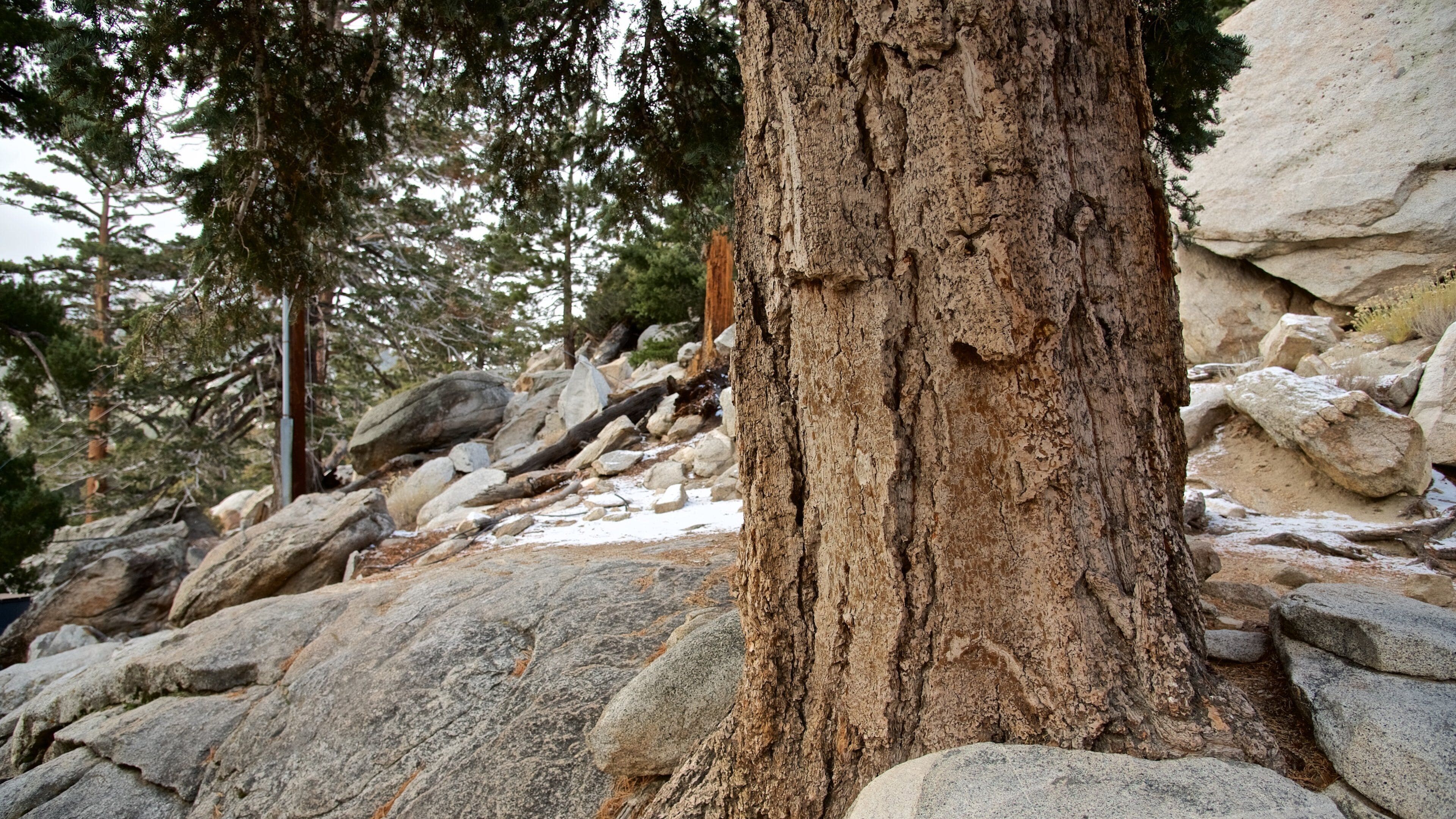 Mount San Jacinto State Park featuring forests and tranquil scenes