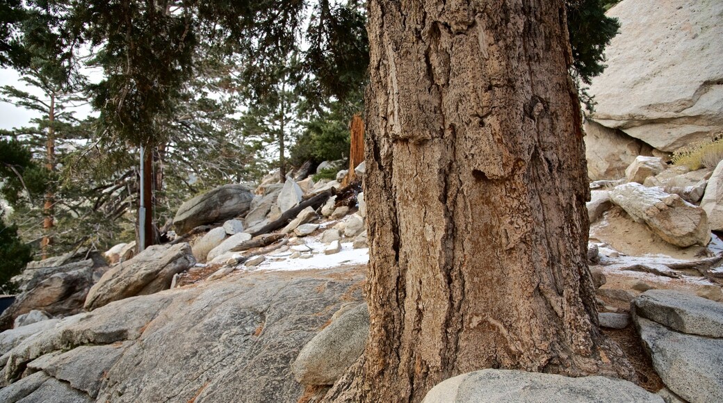 Mount San Jacinto State Park featuring forests and tranquil scenes