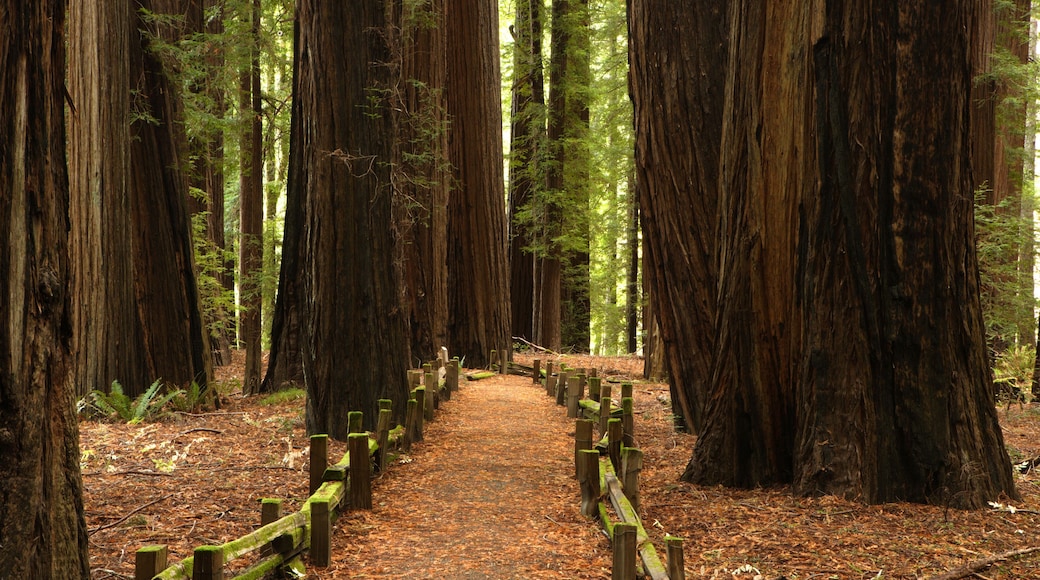 Richardson Grove State Park