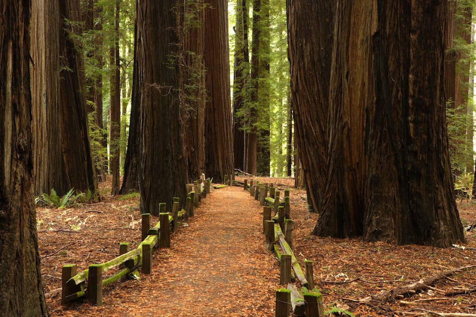 A forested area with tall trees and a dirt path.