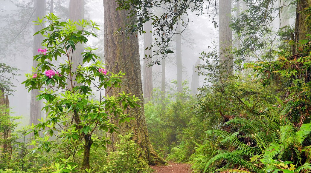 Redwoods and rhododendrons along Damnation Creek Trail in Del Norte Coast Redwoods State Park, CA USA