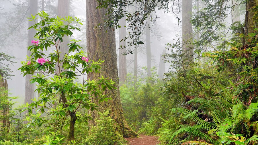 Jardín Parque Sequoia
