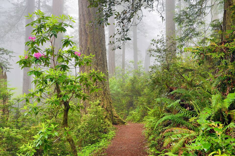 Un sentier forestier bordé de grands arbres et d’une végétation luxuriante.