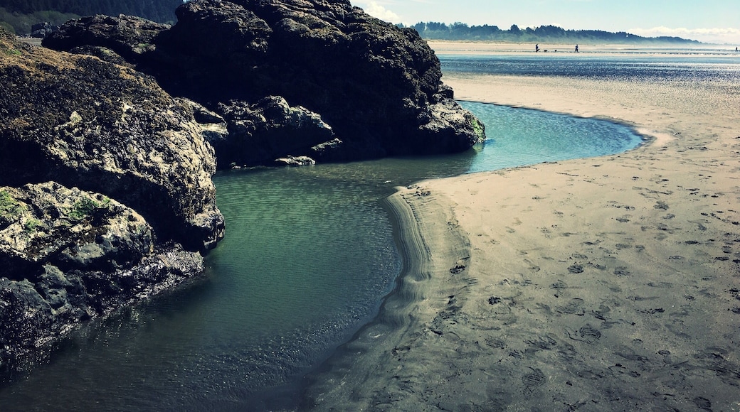 Moonstone Beach is off of the Westhaven exit of Northbound CA Highway 101. This picture was taken from the north end of the beach at low tide. I spotted a starfish and some anemones in these pools.