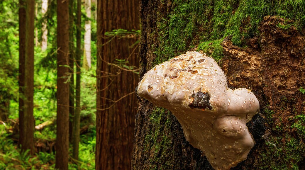 Zone forestiĂšre Arcata Community Forest