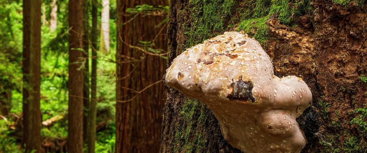 Arcata Redwoods Mushroom