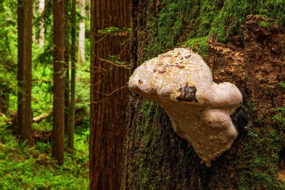 Un arbre dans une forêt, sur le tronc duquel pousse un grand champignon à la texture particulière.