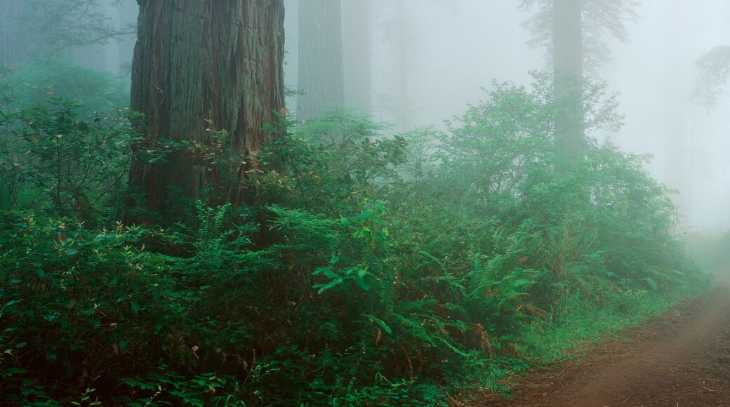 Lady Bird Johnson Grove