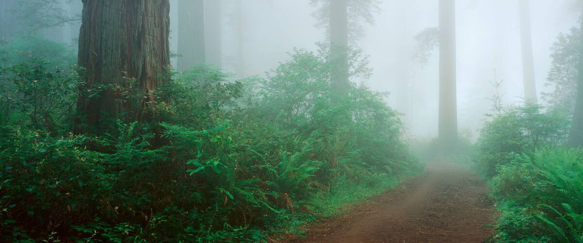 Lady Bird Johnson Grove, California