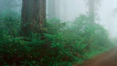 A misty forest path surrounded by tall trees and dense ferns.