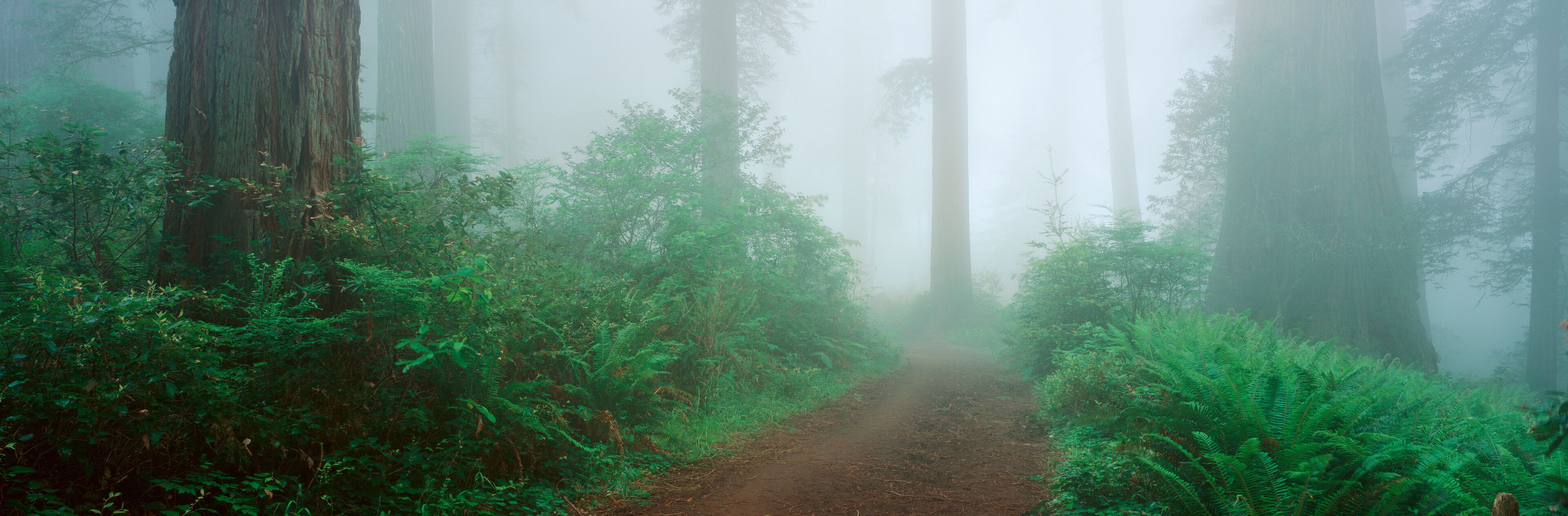 A misty forest path surrounded by tall trees and dense ferns.