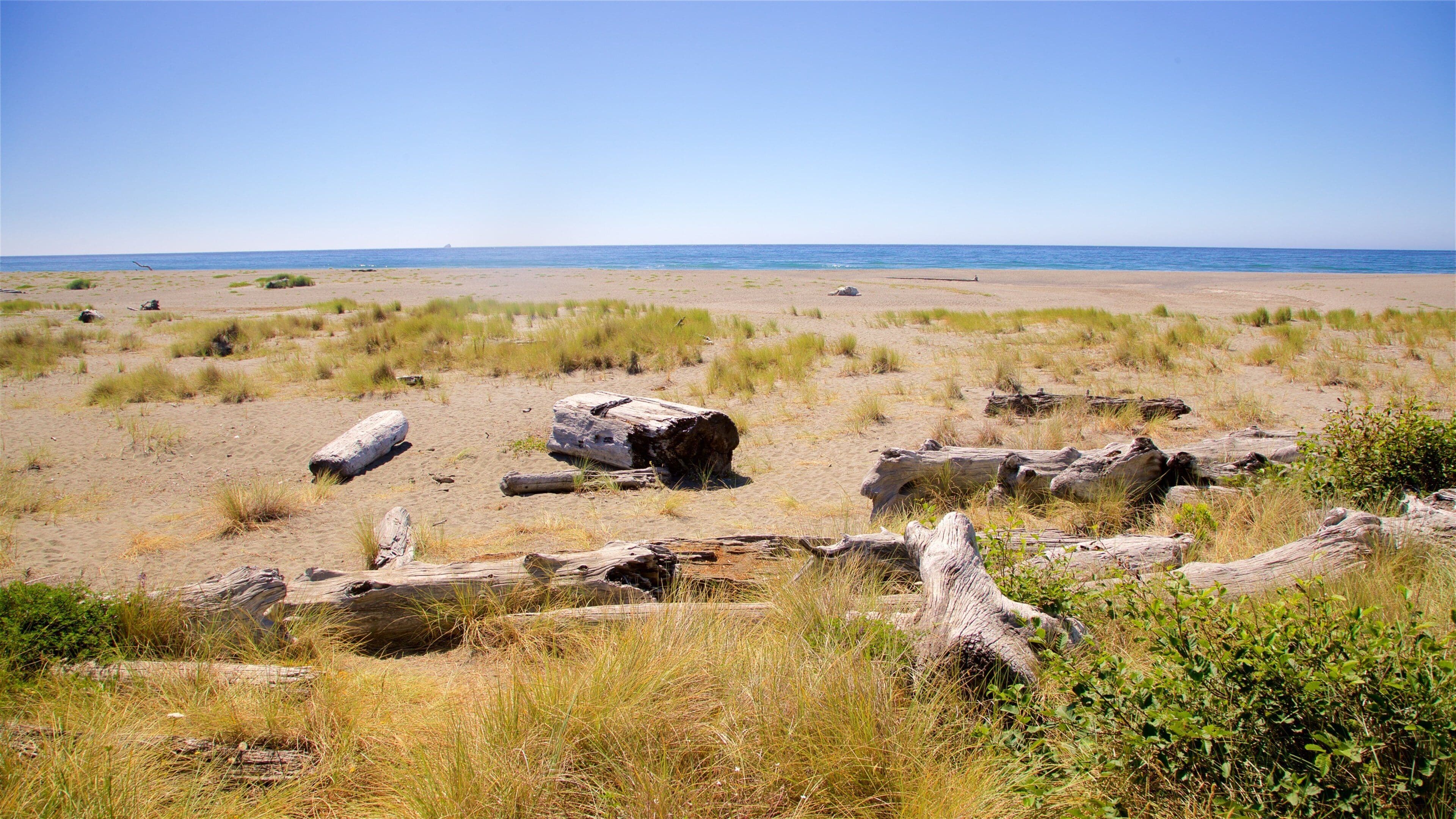 Paisagem costeira com dunas de areia, pedaços de madeira à deriva e vegetação rasteira.