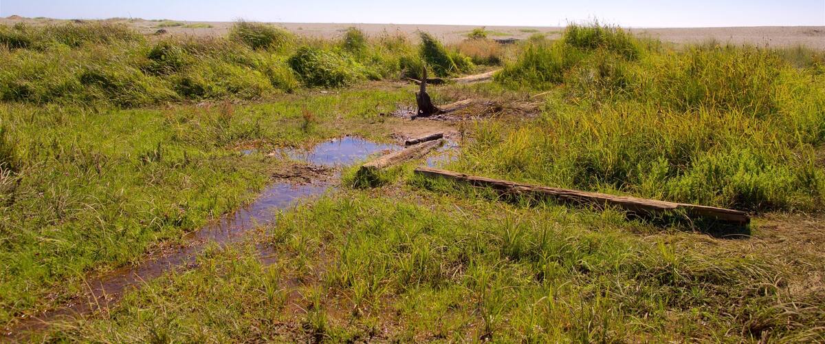 Gold Bluffs Beach featuring tranquil scenes