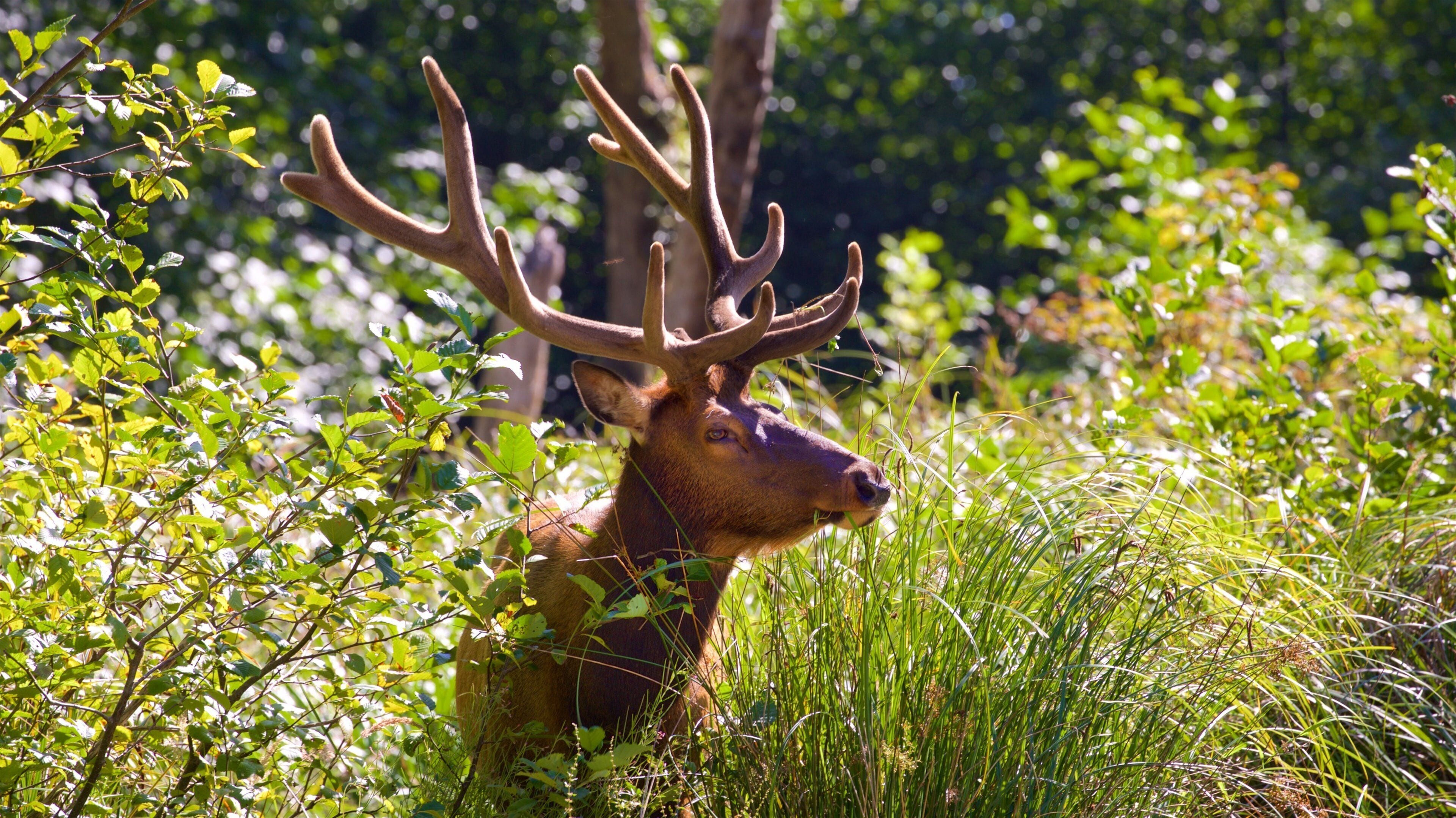 Redwood National and State Parks
