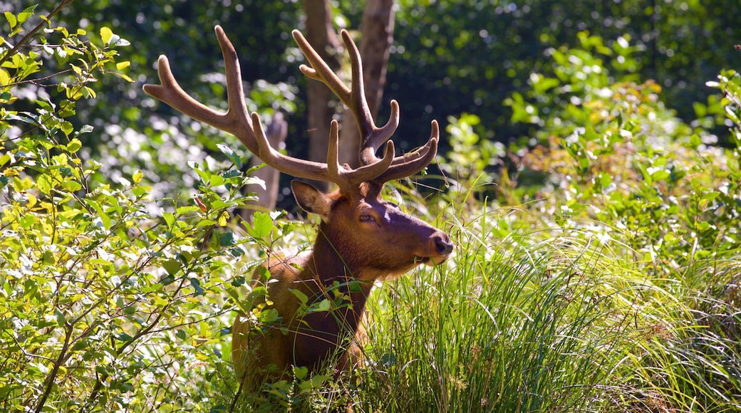 Redwood National and State Parks