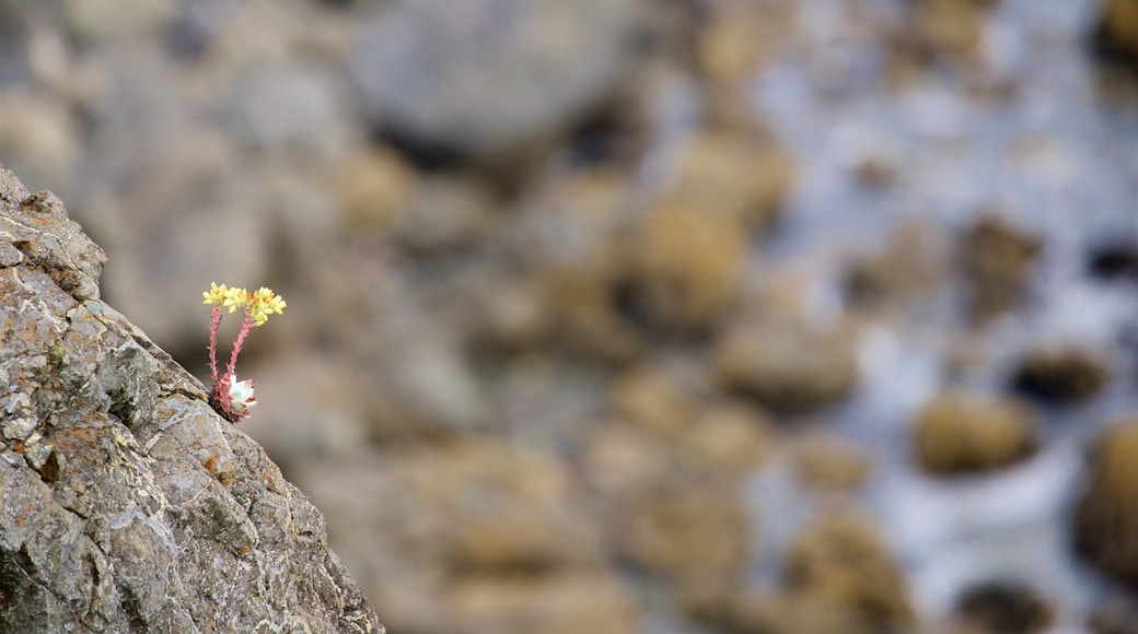 Klamath River Overlook which includes wildflowers
