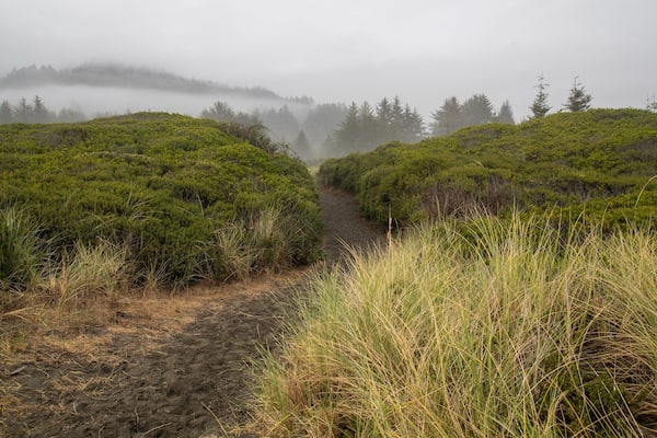 Crissey Field State Park showing mist or fog and tranquil scenes