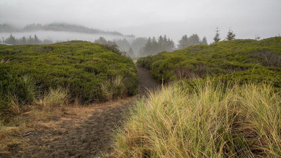 Crissey Field State Park showing mist or fog and tranquil scenes