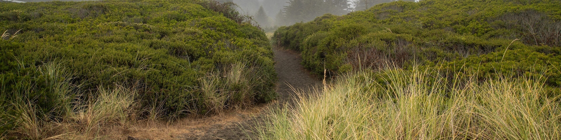 Crissey Field State Park showing mist or fog and tranquil scenes