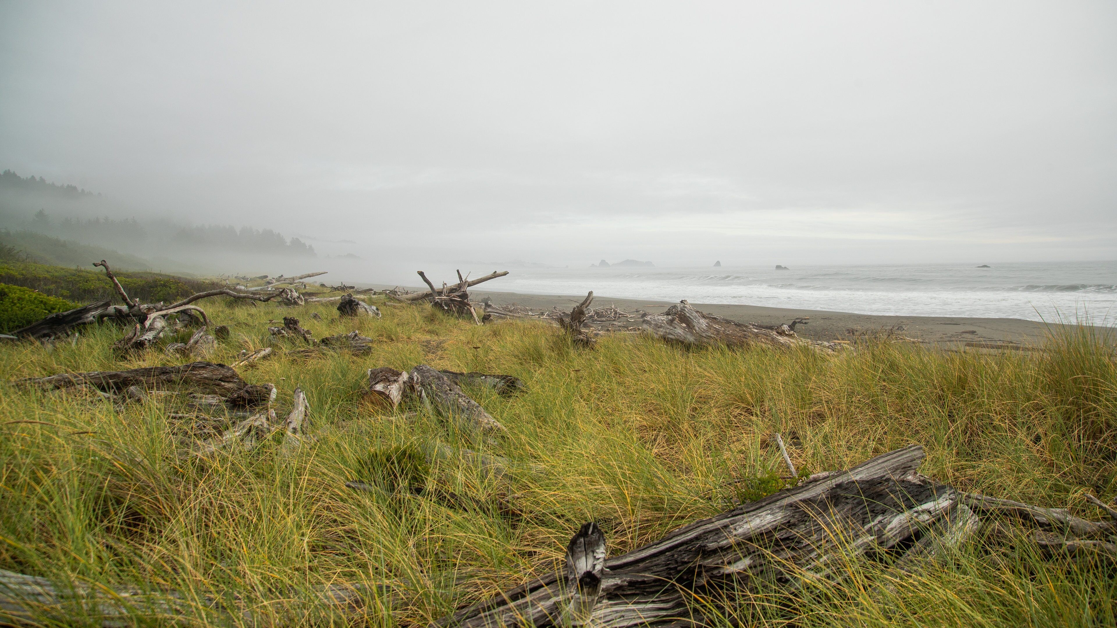 Crissey Field State Park featuring general coastal views and mist or fog