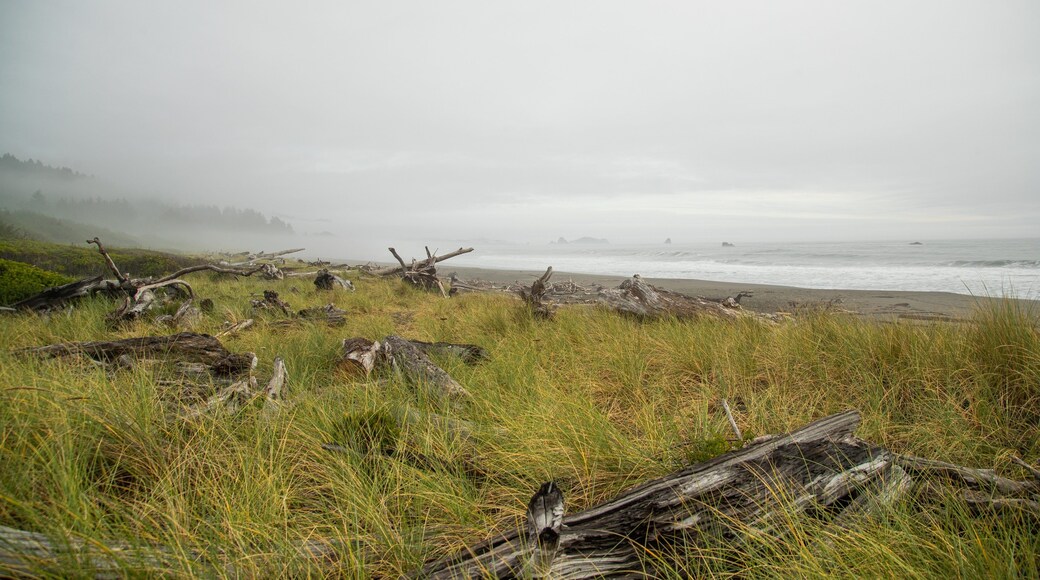 Crissey Field State Park featuring general coastal views and mist or fog