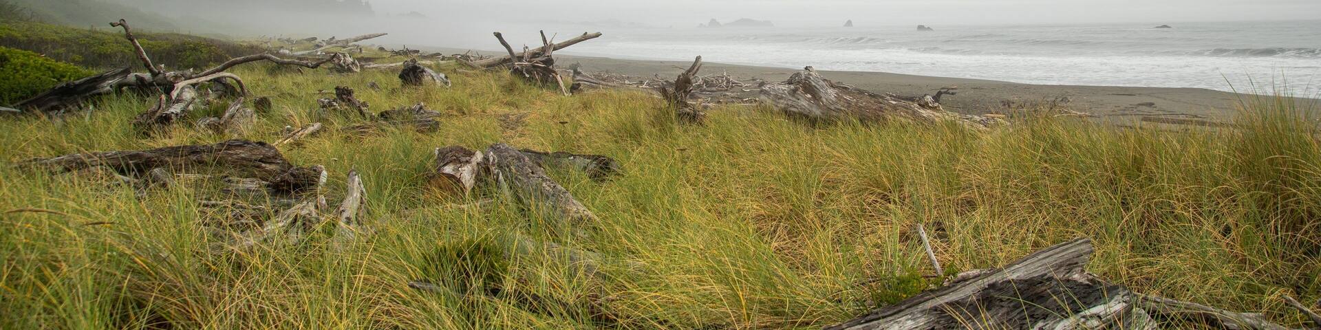 Crissey Field State Park featuring general coastal views and mist or fog