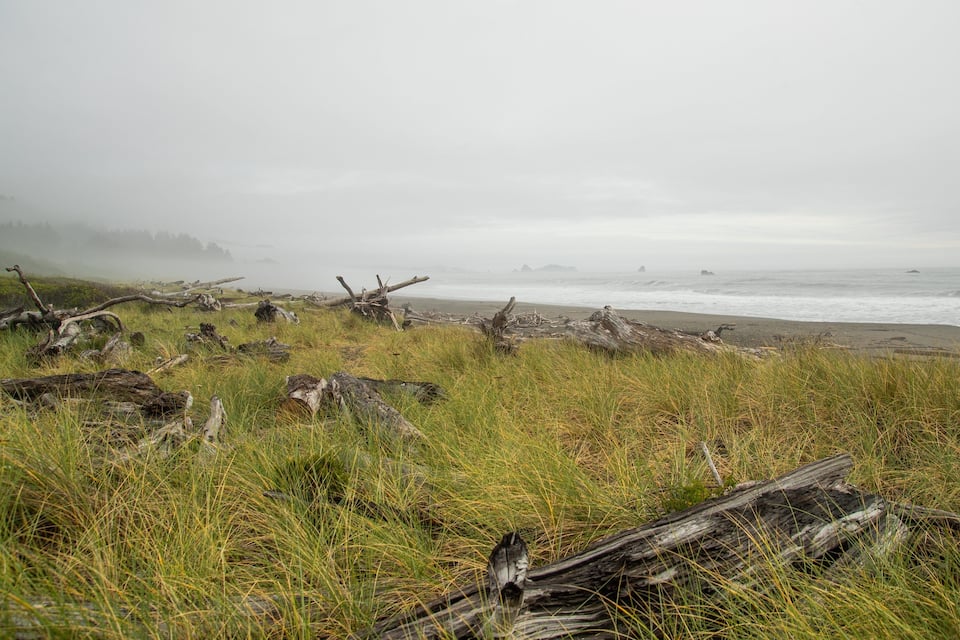 A coastal landscape with driftwood and grass in the foreground, a foggy beach, and distant rocky outcrops.