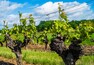 Wrath Winery