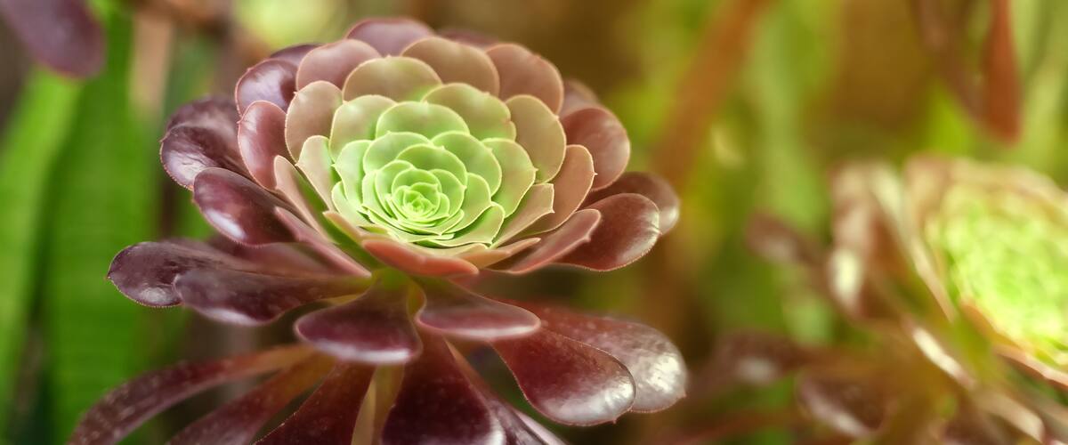 Burgundy green succulent plant from Southern California.